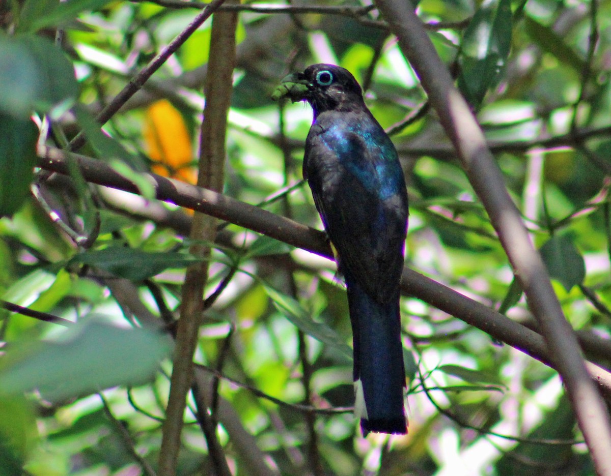 Trogon à tête noire - ML186062911