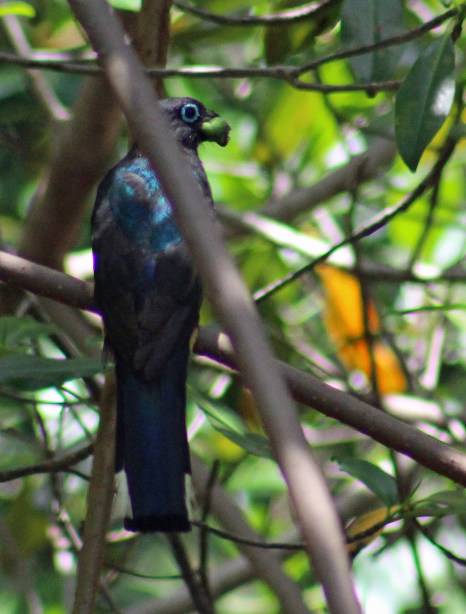Black-headed Trogon - ML186062951