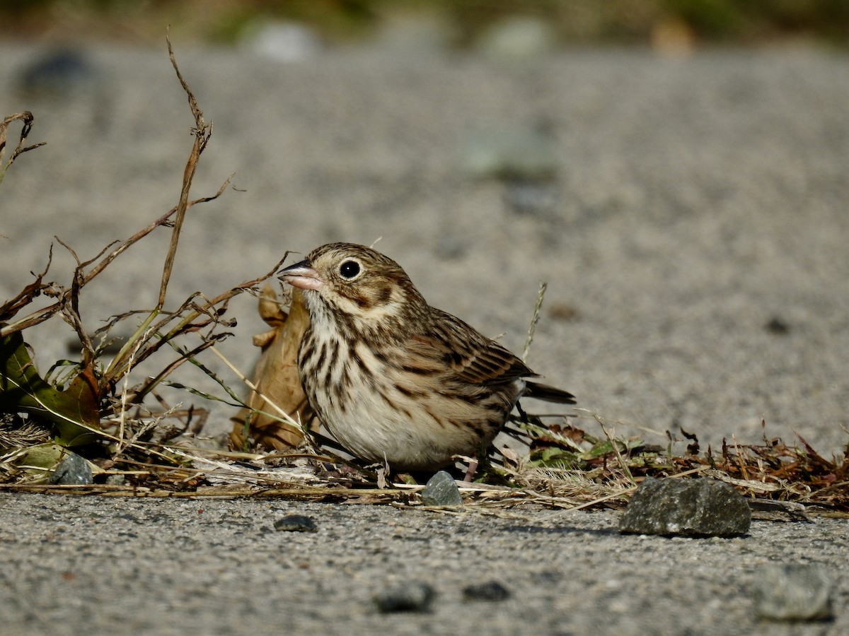 Vesper Sparrow - ML186063431