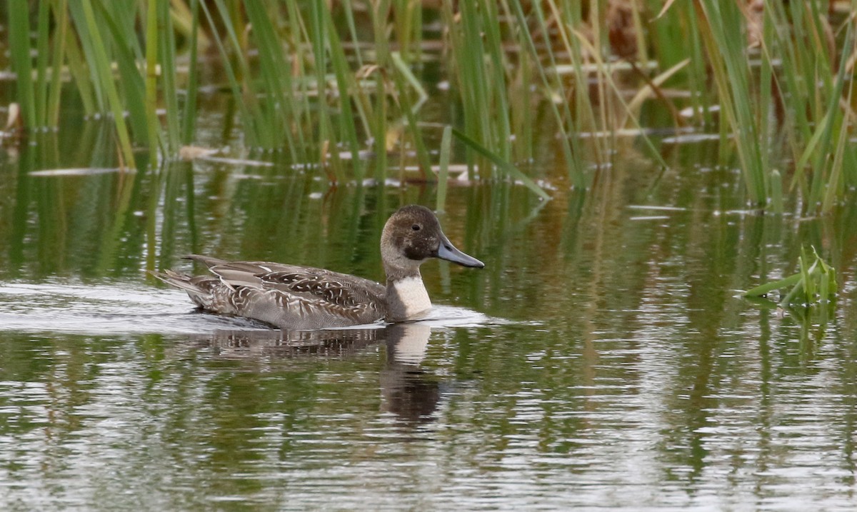 Northern Pintail - Jay McGowan