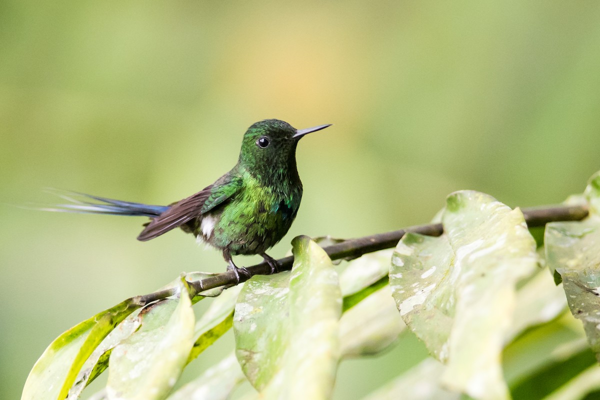 Green Thorntail - ML186064381