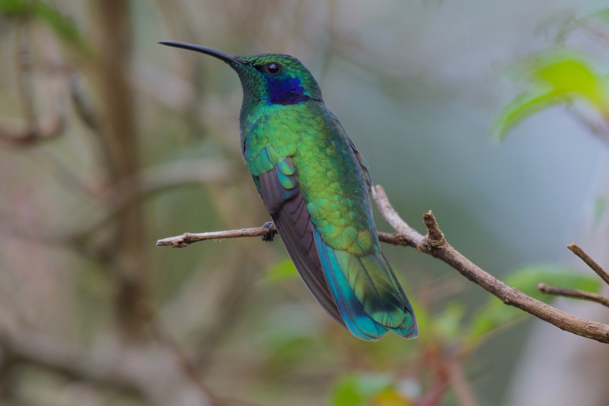 Lesser Violetear - ML186065691