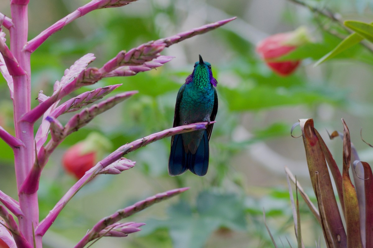 Lesser Violetear - ML186066071