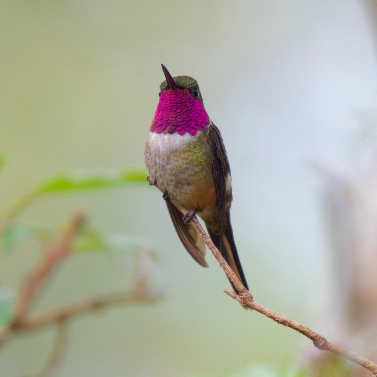 Magenta-throated Woodstar - ML186066421