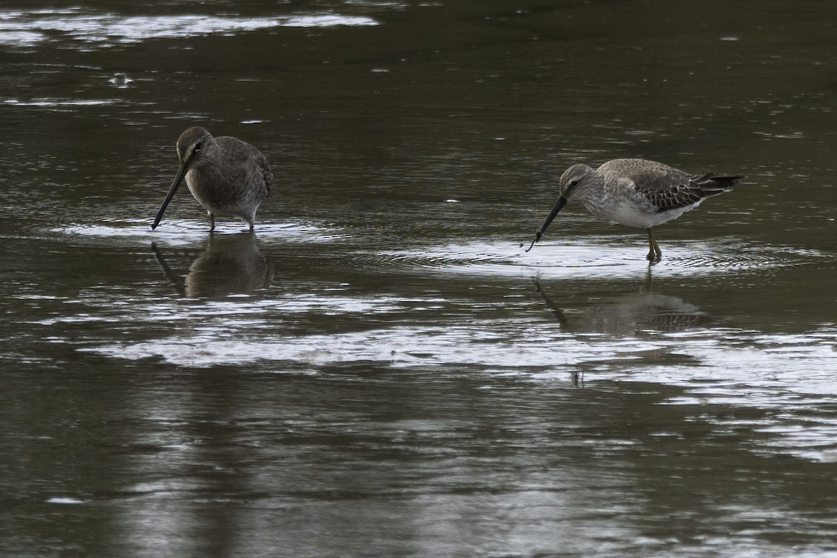 Stilt Sandpiper - Wendy Allen