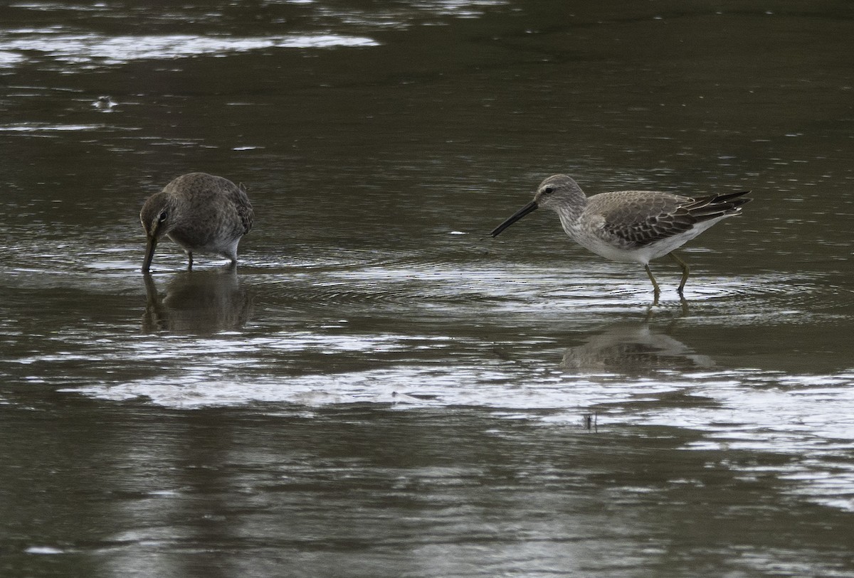 Stilt Sandpiper - Wendy Allen