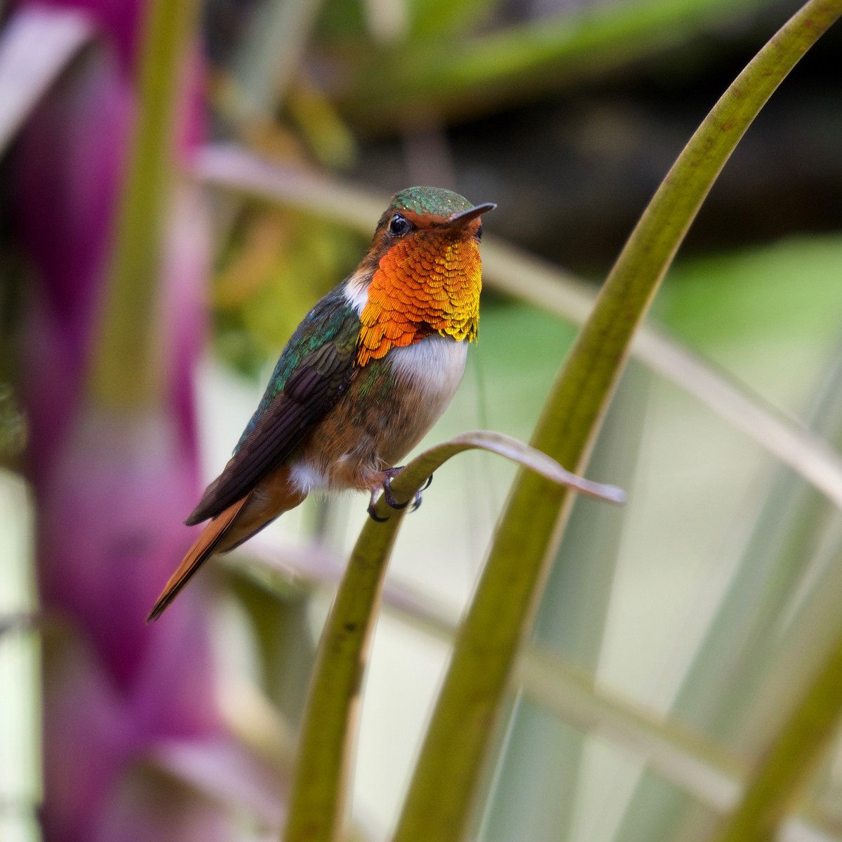 Scintillant Hummingbird - Jan Cubilla