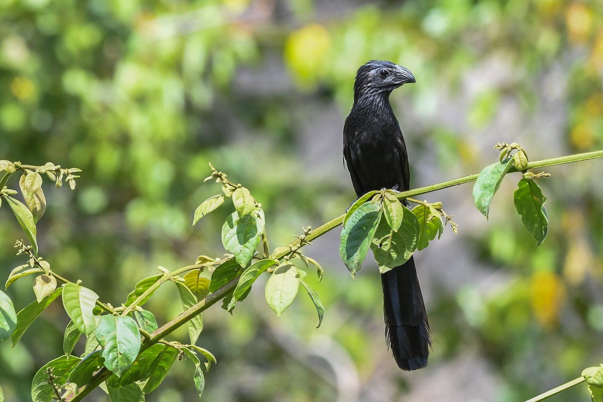 Groove-billed Ani - Carlos V. Sucre