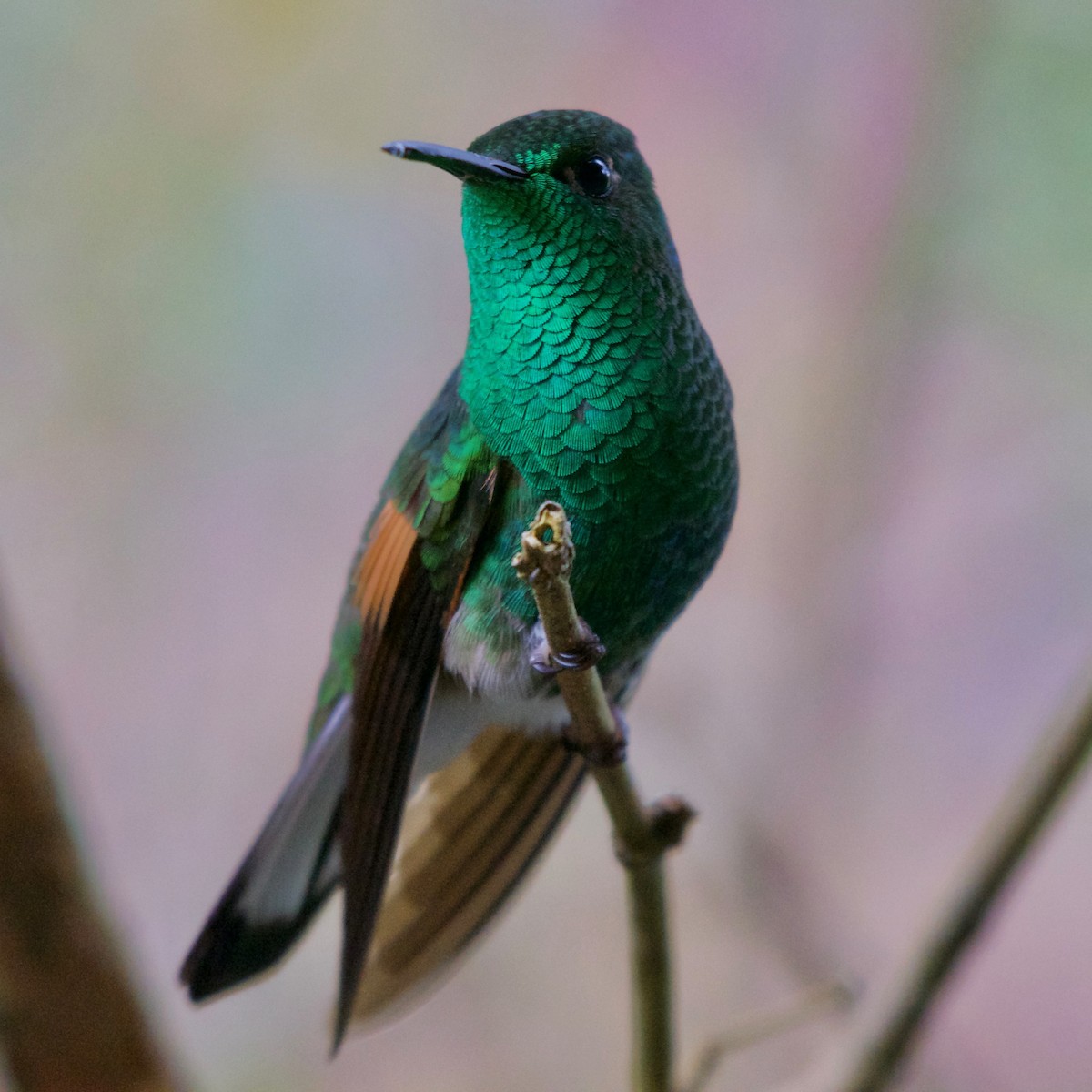 stripehalekolibri - ML186067231