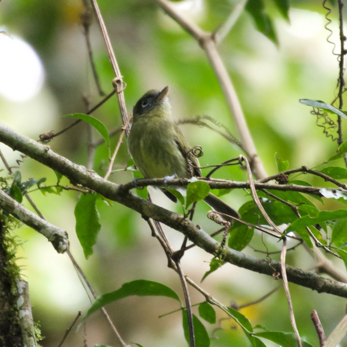 Eye-ringed Flatbill - ML186067631