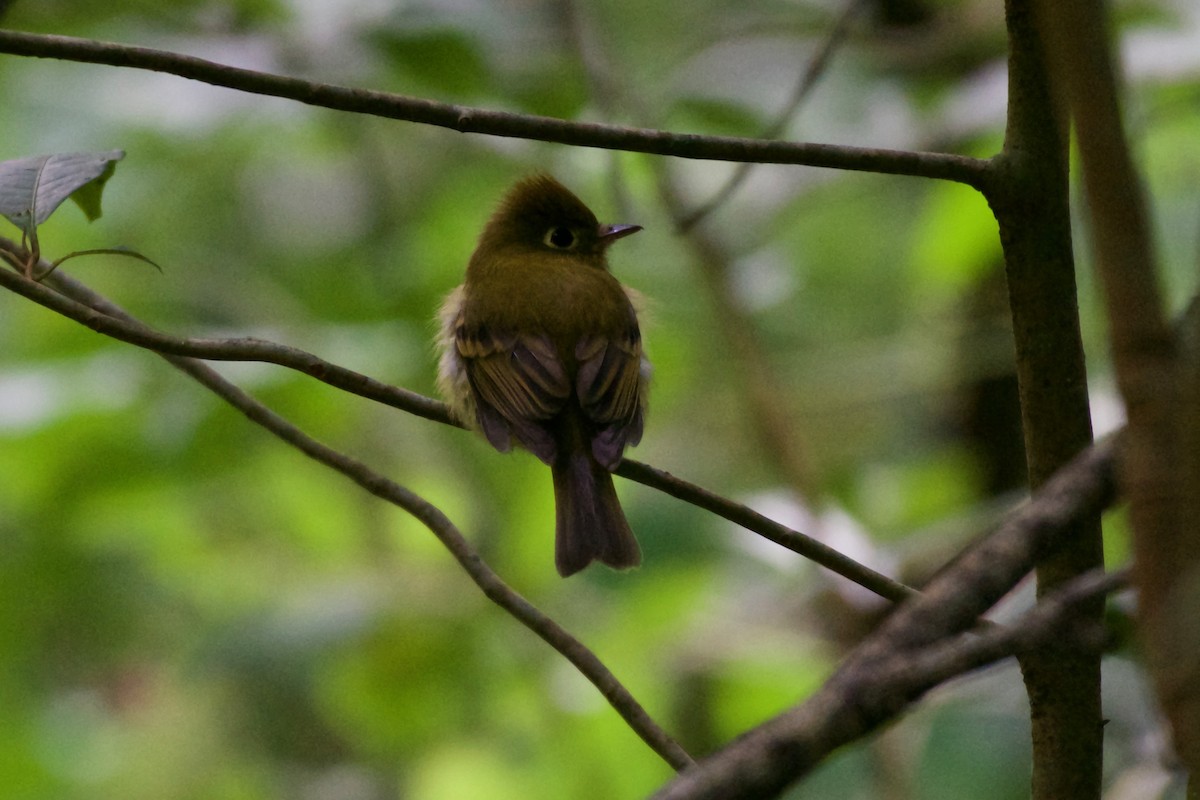 Yellowish Flycatcher - ML186067691