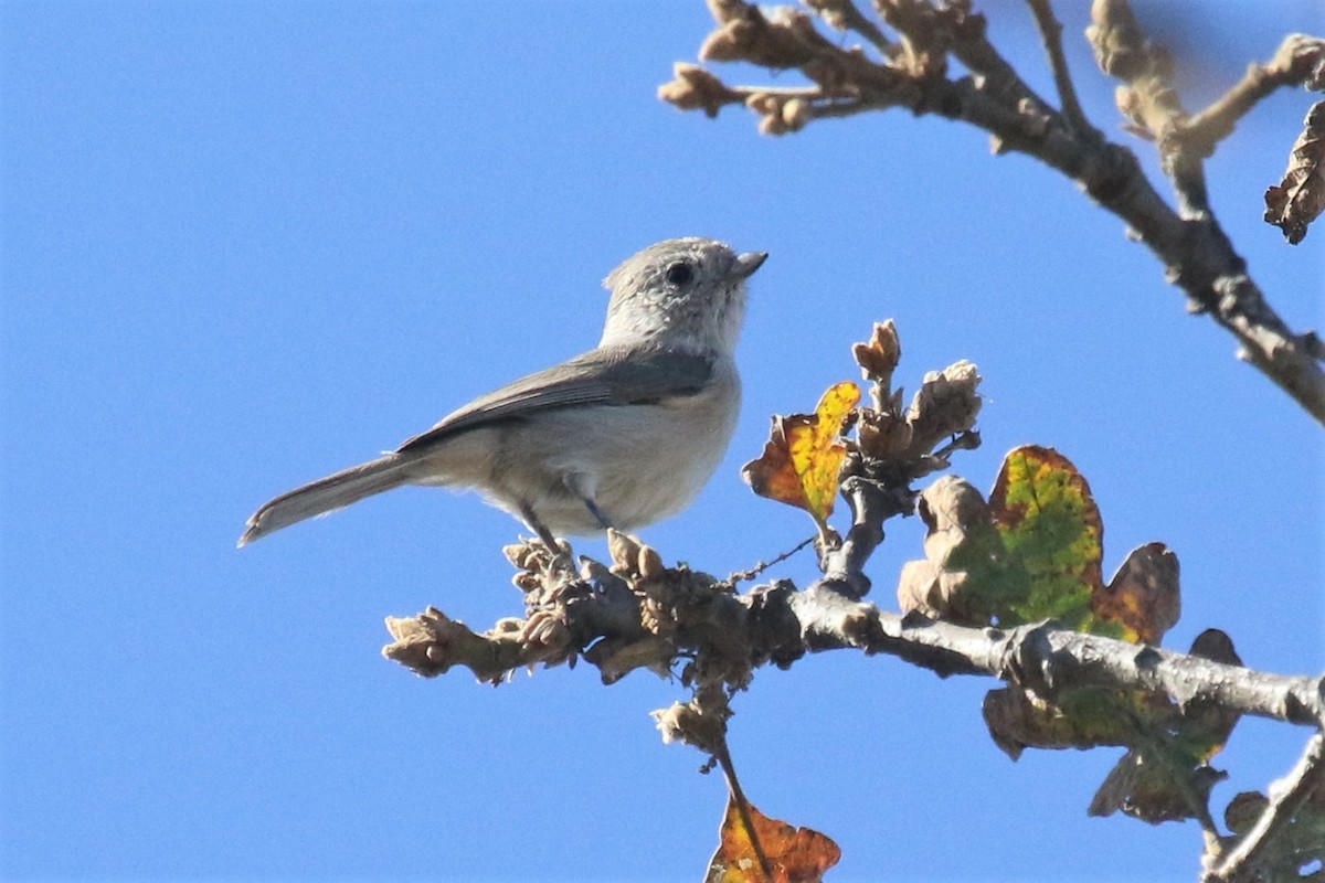 Oak Titmouse - ML186068171