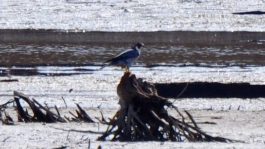 Peregrine Falcon - ML186068181