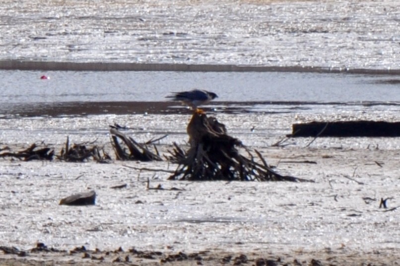 Halcón Peregrino - ML186068201