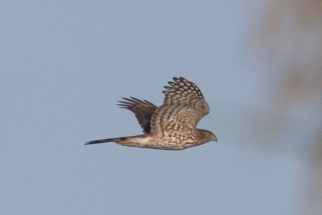 Cooper's Hawk - ML186069331