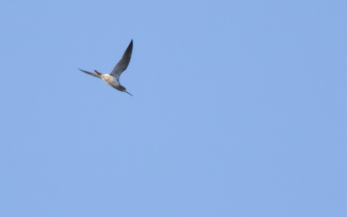 Greater Yellowlegs - ML186069551