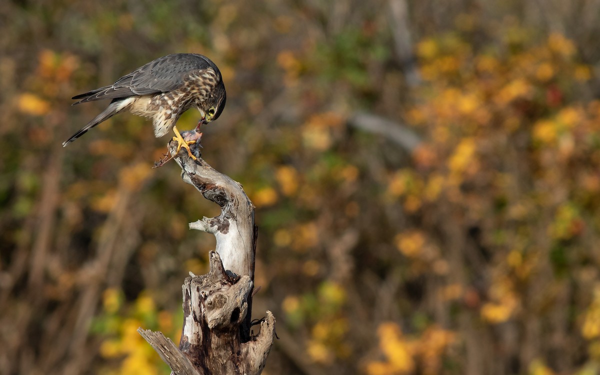 コチョウゲンボウ（columbarius） - ML186069621