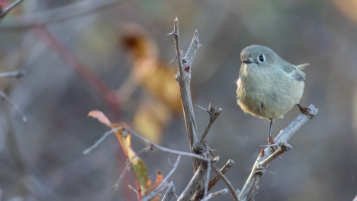 Ruby-crowned Kinglet - ML186069711