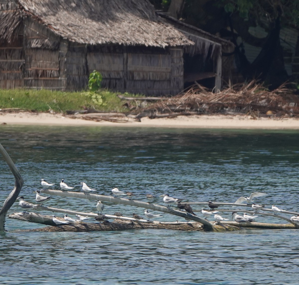 Black-naped Tern - ML186069891