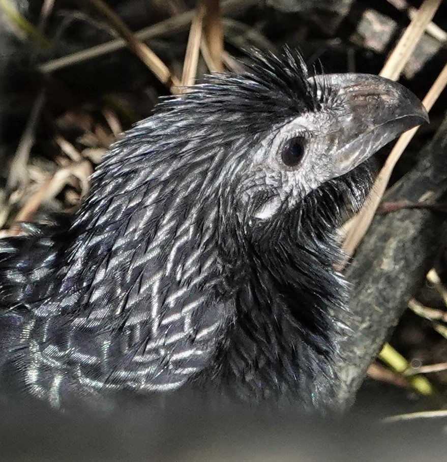 Groove-billed Ani - Ann Nightingale