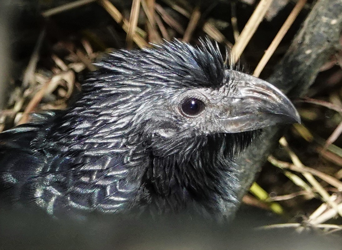 Groove-billed Ani - Ann Nightingale