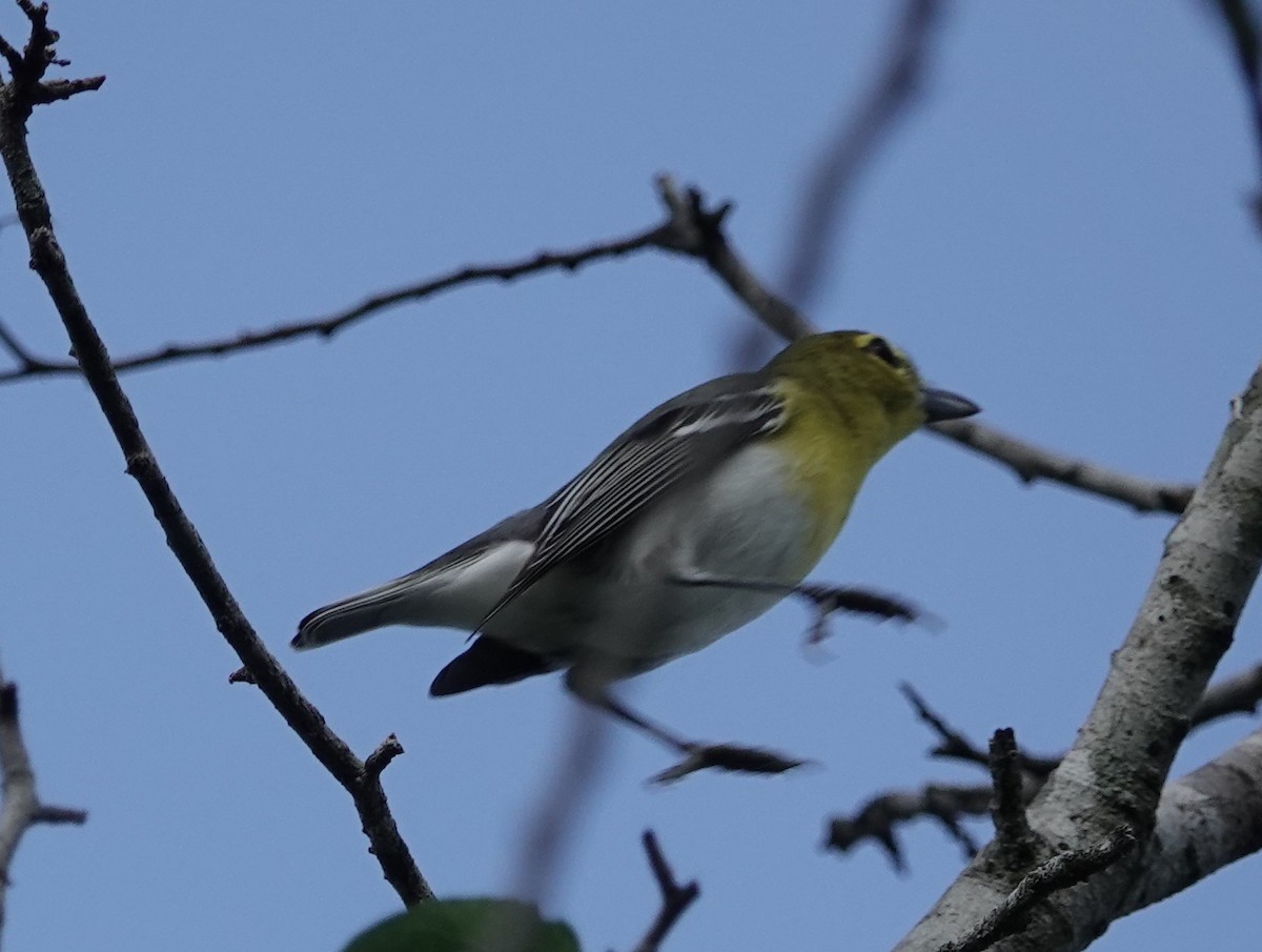 Yellow-throated Vireo - Ann Nightingale