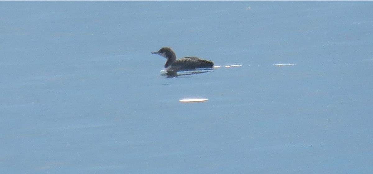 Pacific Loon - ML186072751