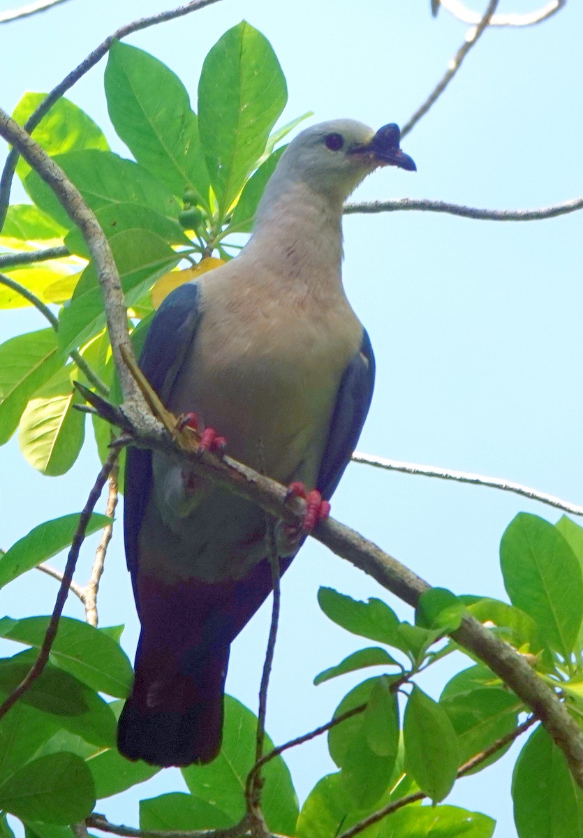 Тихоокеанский плодовый голубь - ML186072861