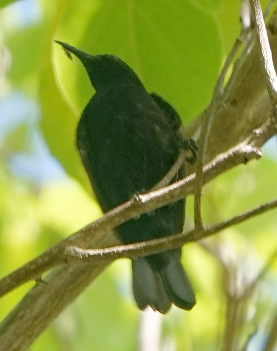 Mielero de Ébano - ML186073351