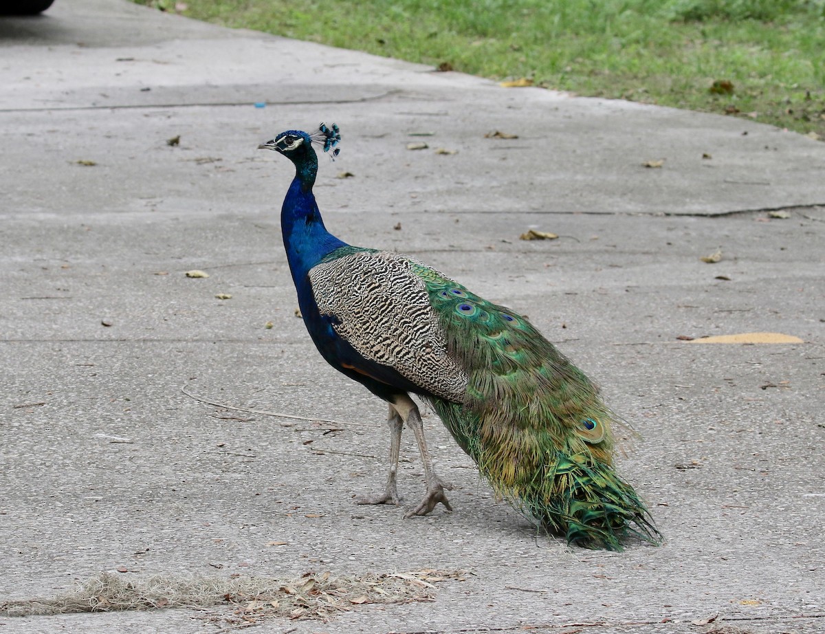 Indian Peafowl (Domestic type) - ML186073361