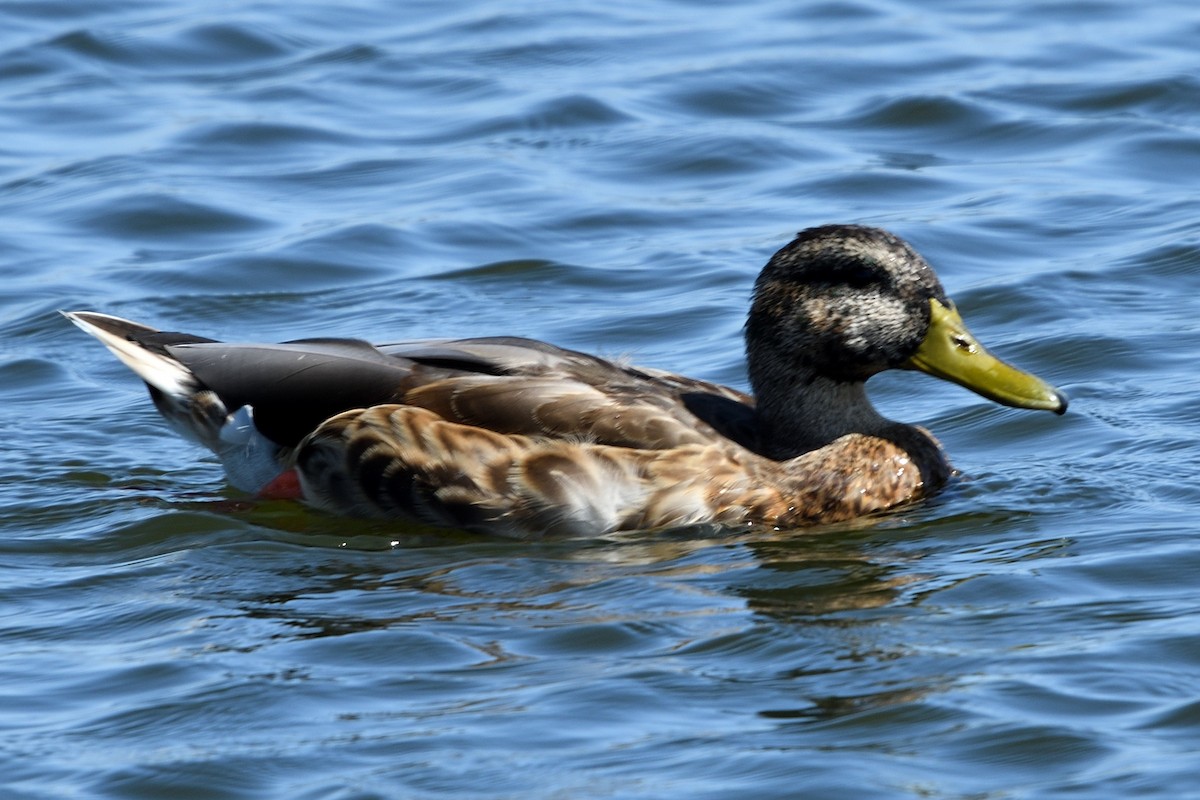 Mallard - ML186073371