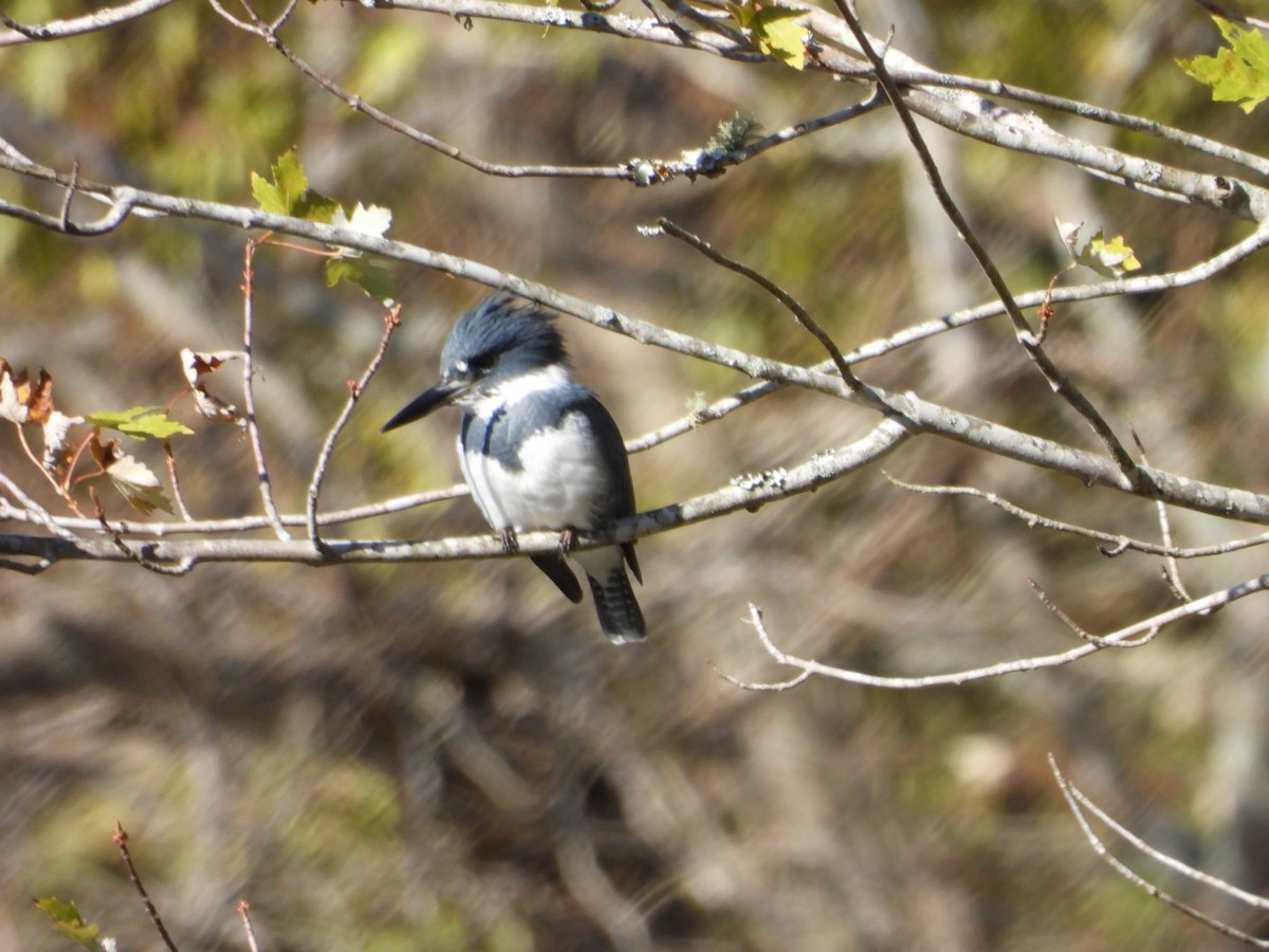 Belted Kingfisher - ML186074321