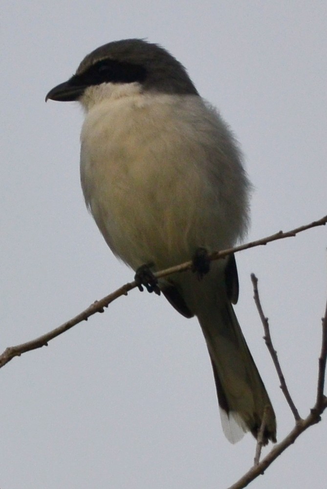 Loggerhead Shrike - ML186075671