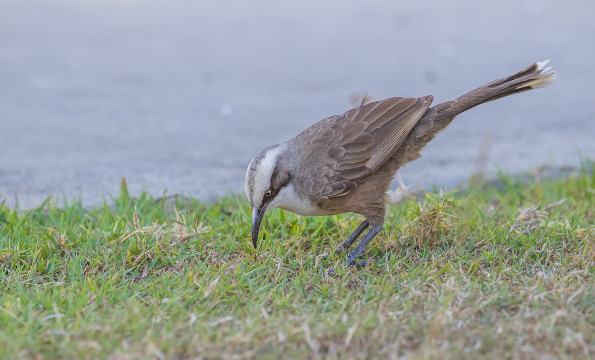 Gray-crowned Babbler - Louise Summerhayes