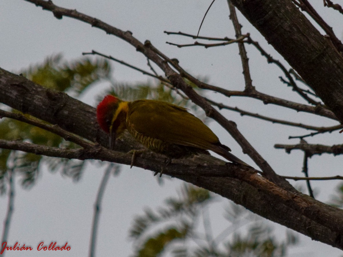 Golden-green Woodpecker - Julián Uriel Collado
