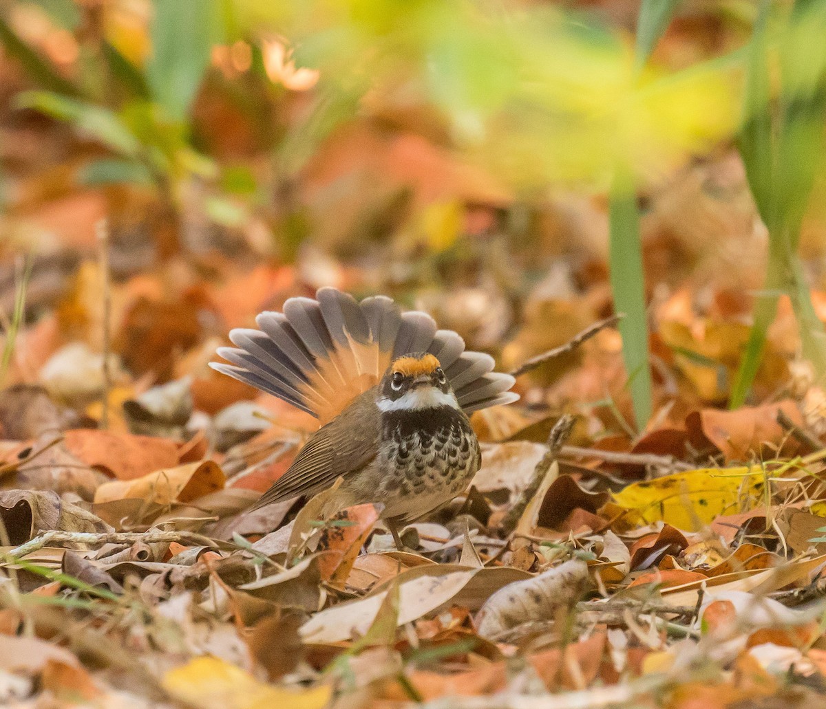 Australian Rufous Fantail - ML186076141