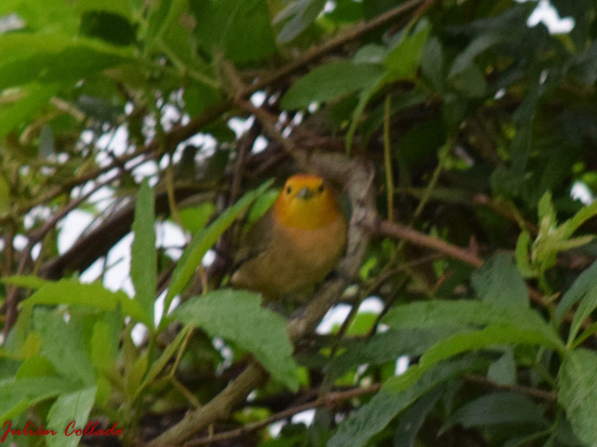 Orange-headed Tanager - Julián Uriel Collado