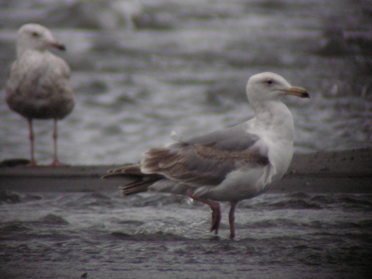 Hybride Goéland d'Audubon x G. à ailes grises - ML186076591