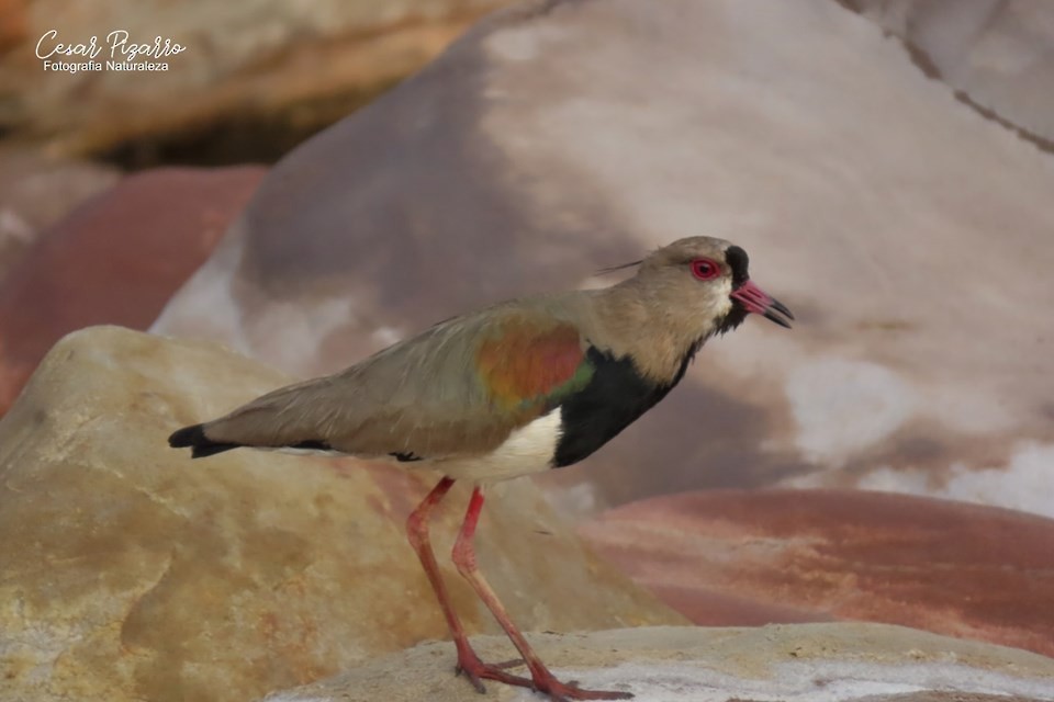 Southern Lapwing - ML186076611