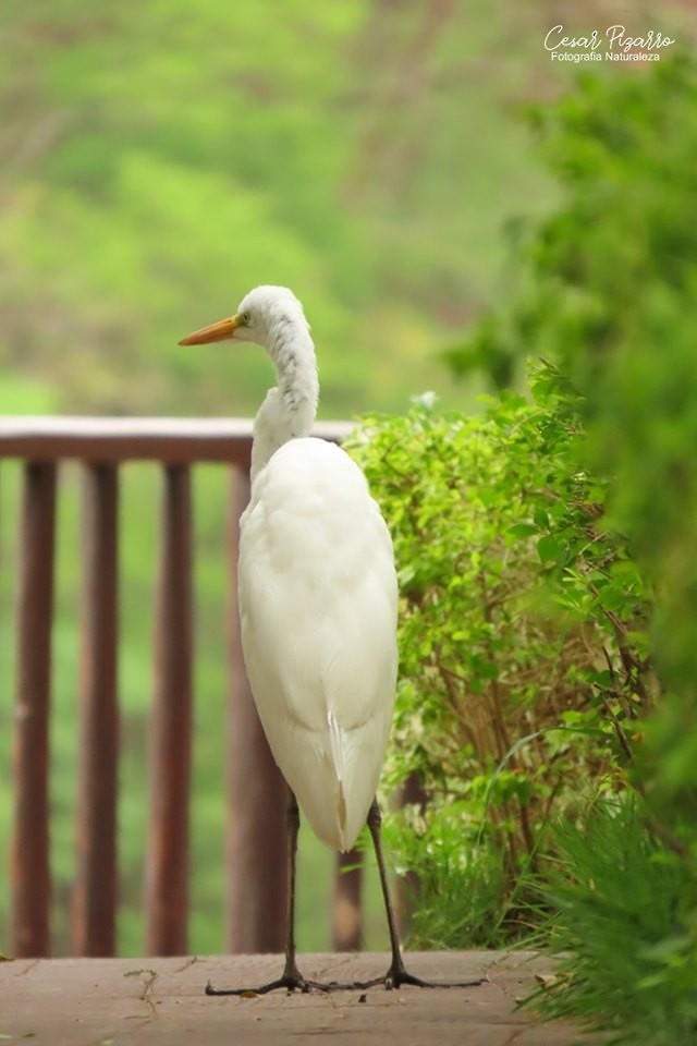 Great Egret - ML186076651