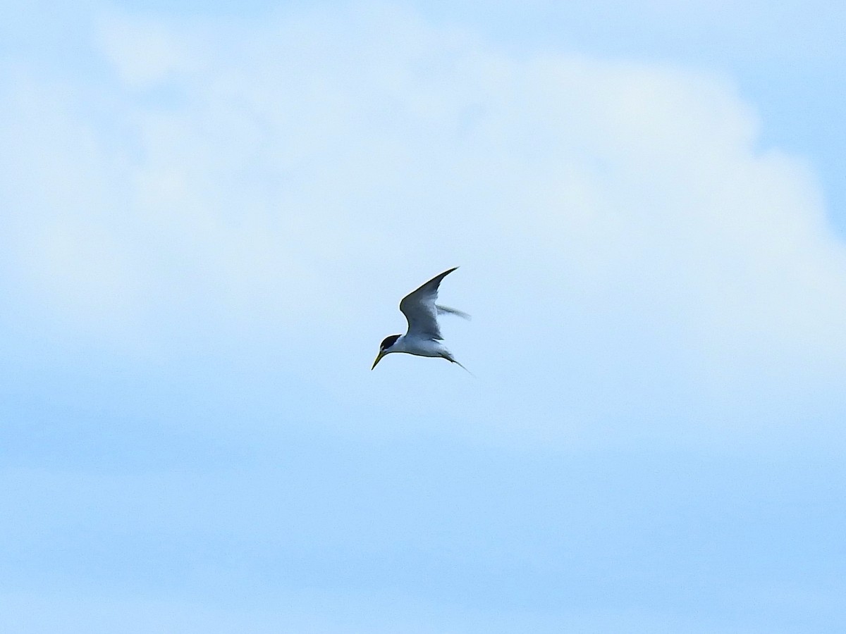 Least Tern - ML186076701