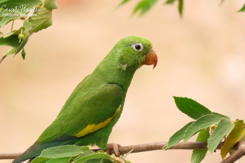 Yellow-chevroned Parakeet - ML186076771