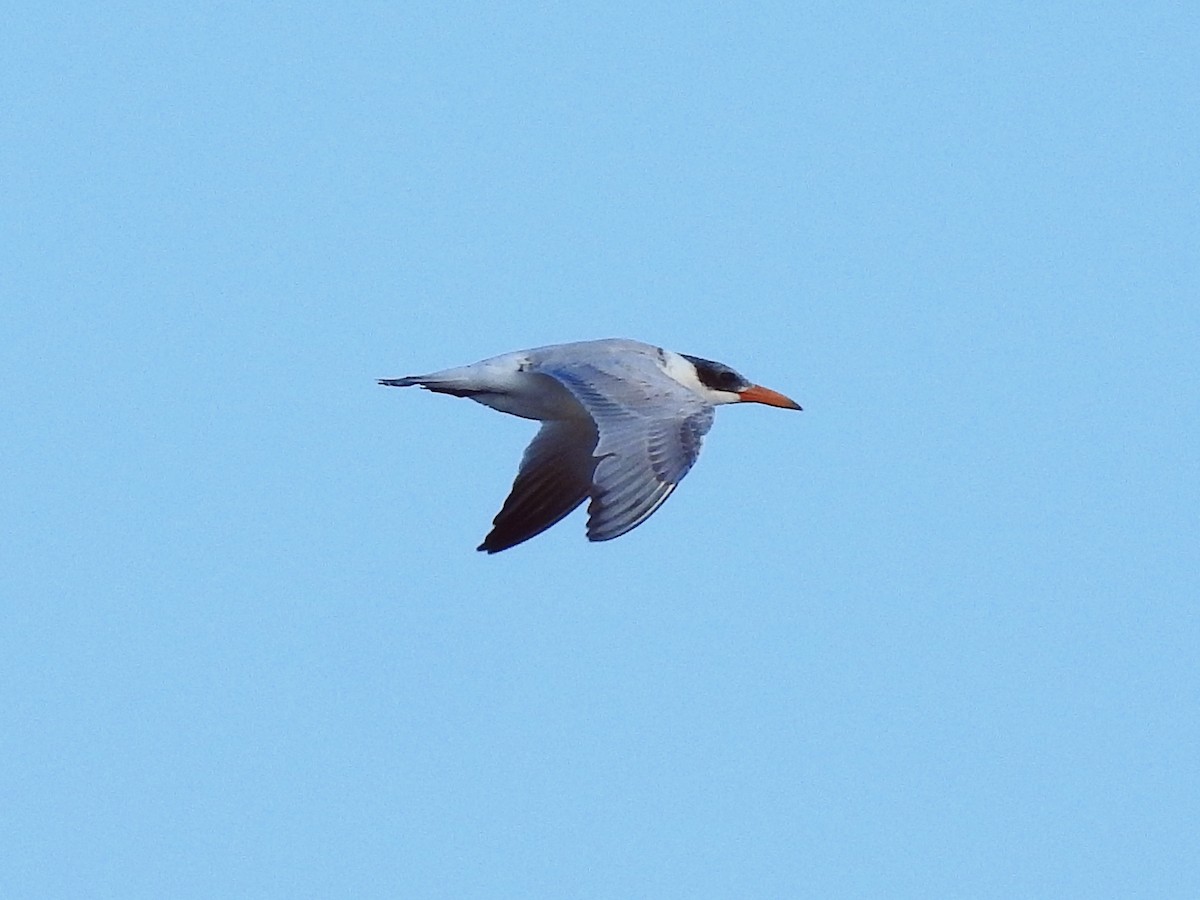 Caspian Tern - ML186076781