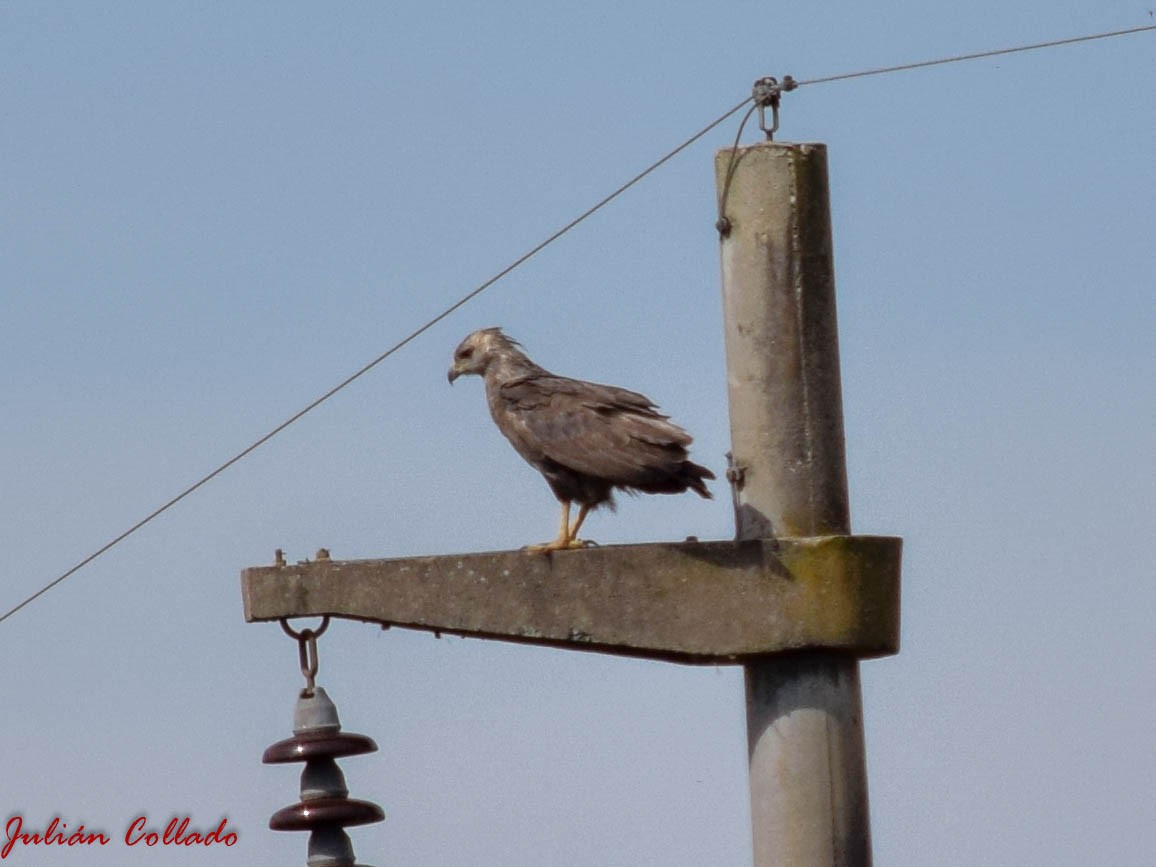 Chaco Eagle - Julián Uriel Collado