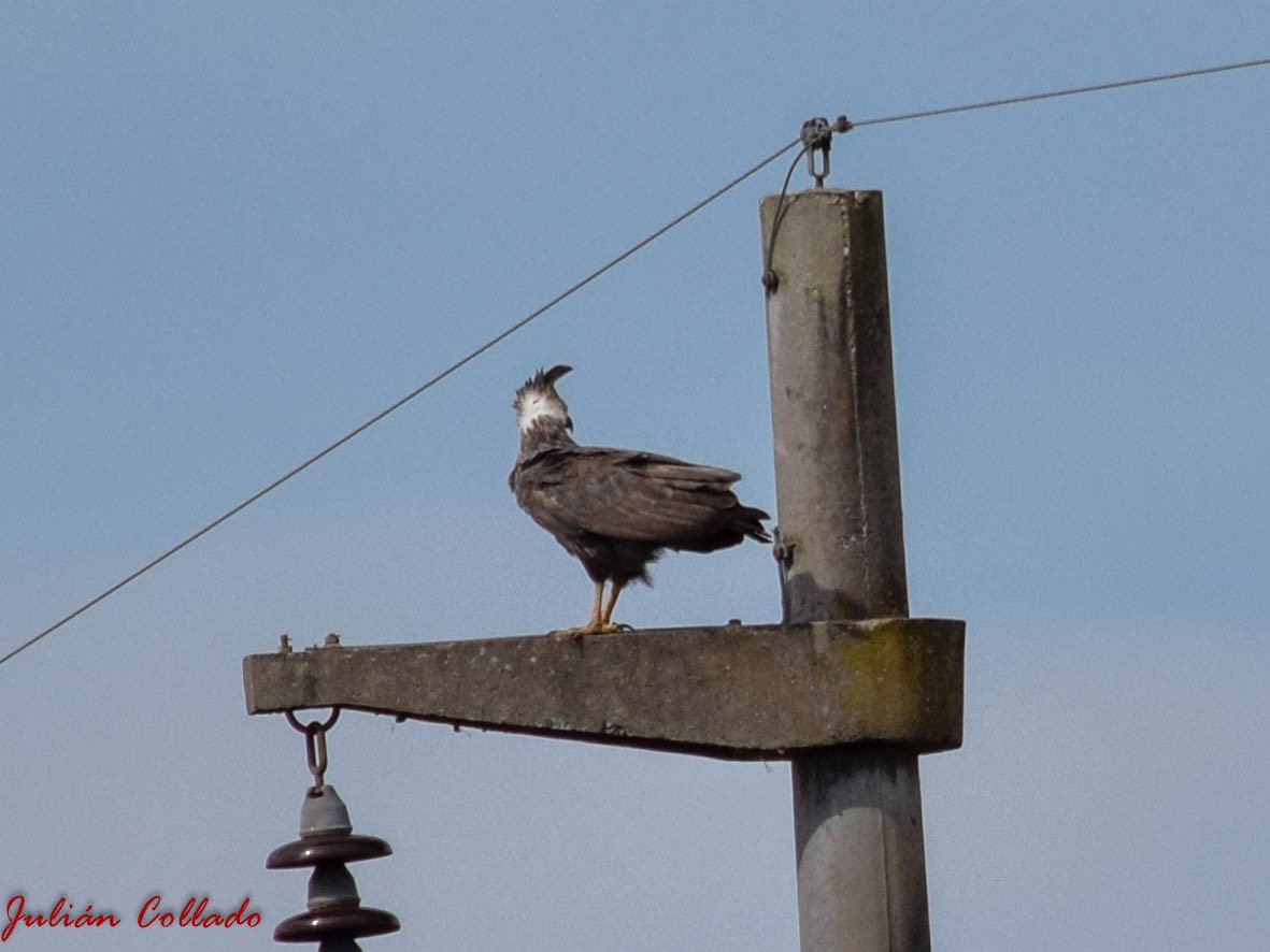 Águila de Azara - ML186076871