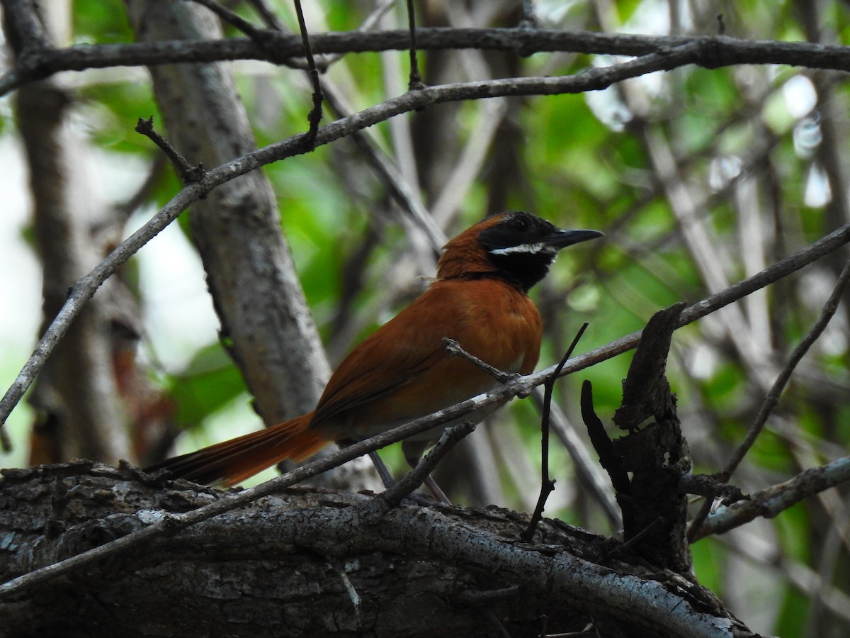 White-whiskered Spinetail - ML186077551