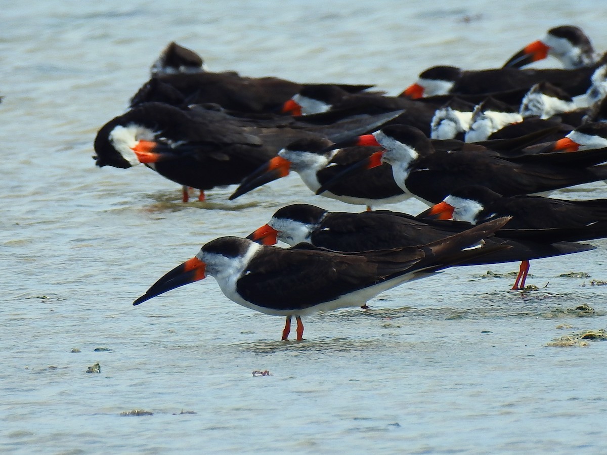 Black Skimmer - ML186077961