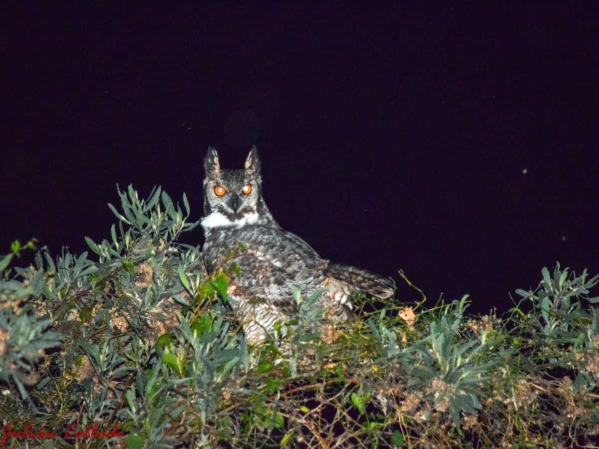 Great Horned Owl - ML186079321