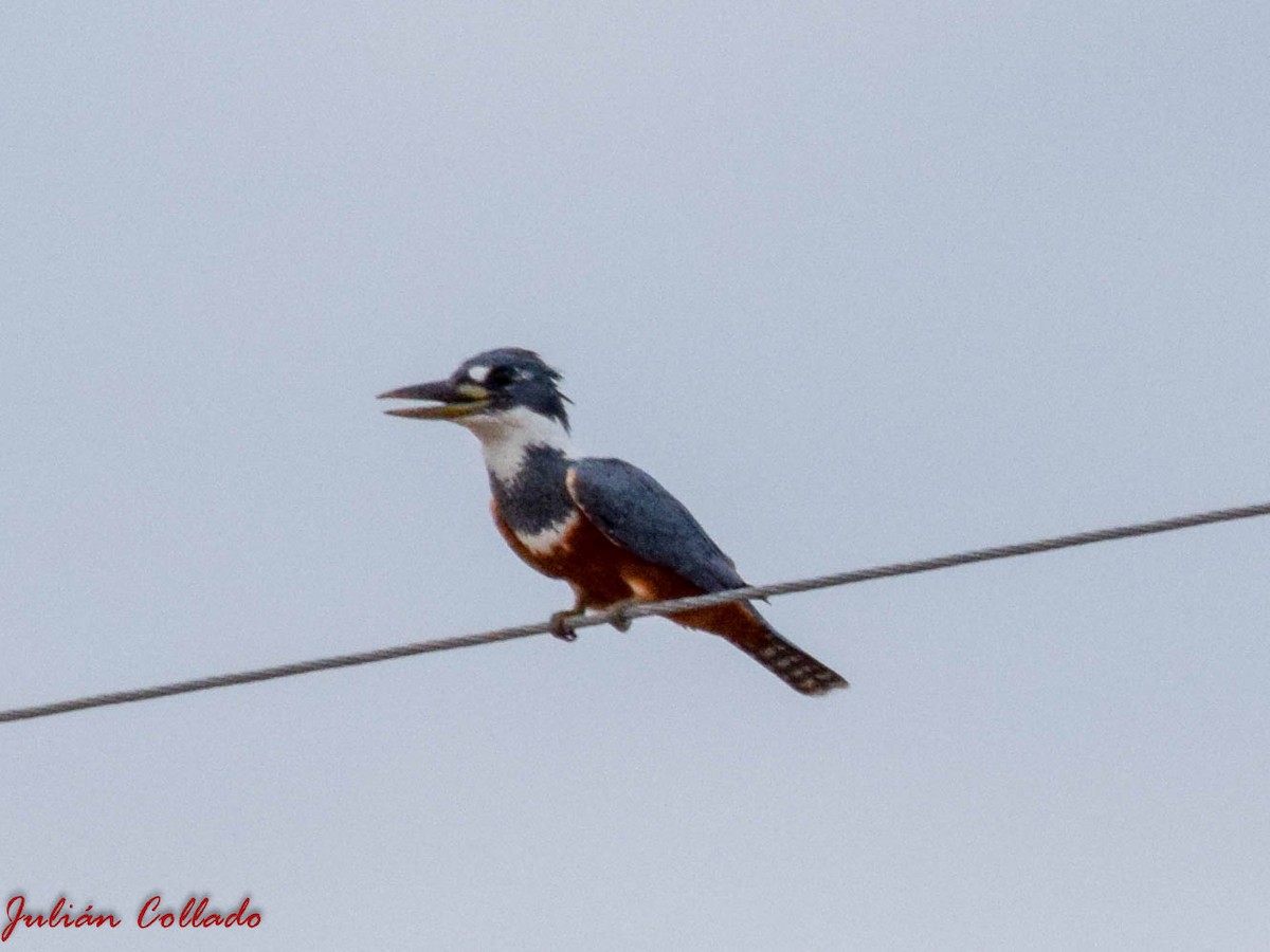 Ringed Kingfisher - ML186079351