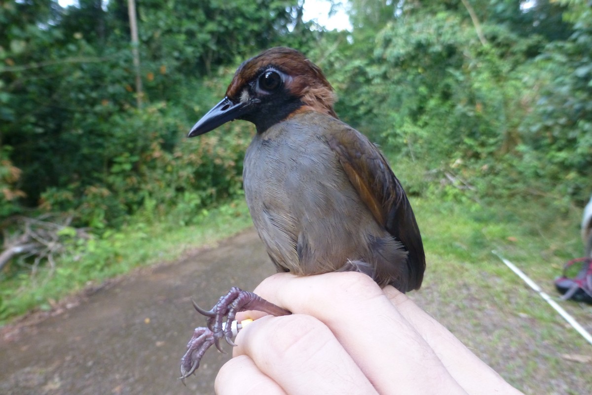 Black-faced Antthrush - Nicholas Sly